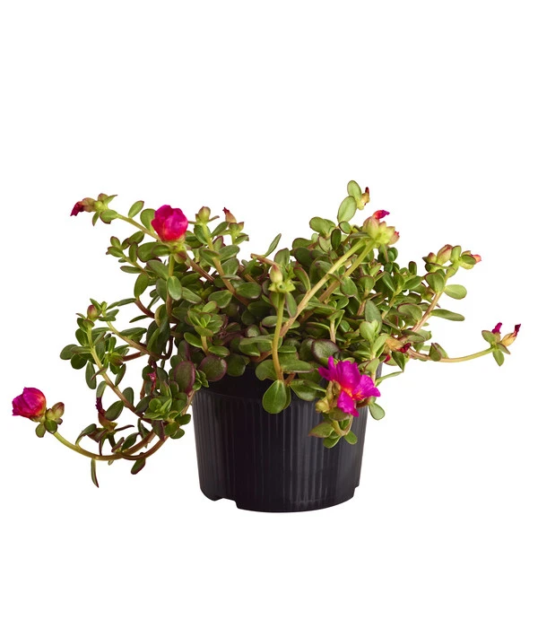 Portulakröschen 3 Portulakröschen