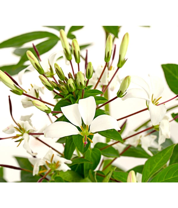 Spinnenpflanze 'Weiß' 4 Spinnenpflanze 'Weiß' – Bild 2