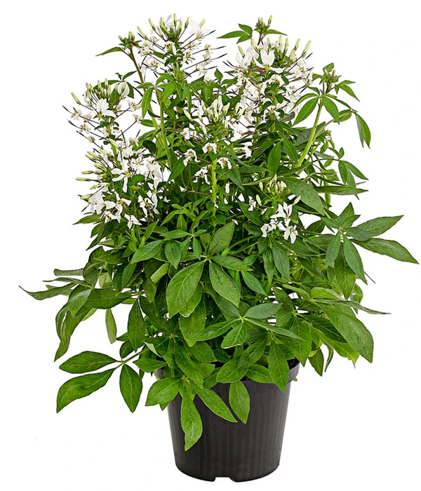 Spinnenpflanze 'Weiß' 3 Spinnenpflanze 'Weiß'