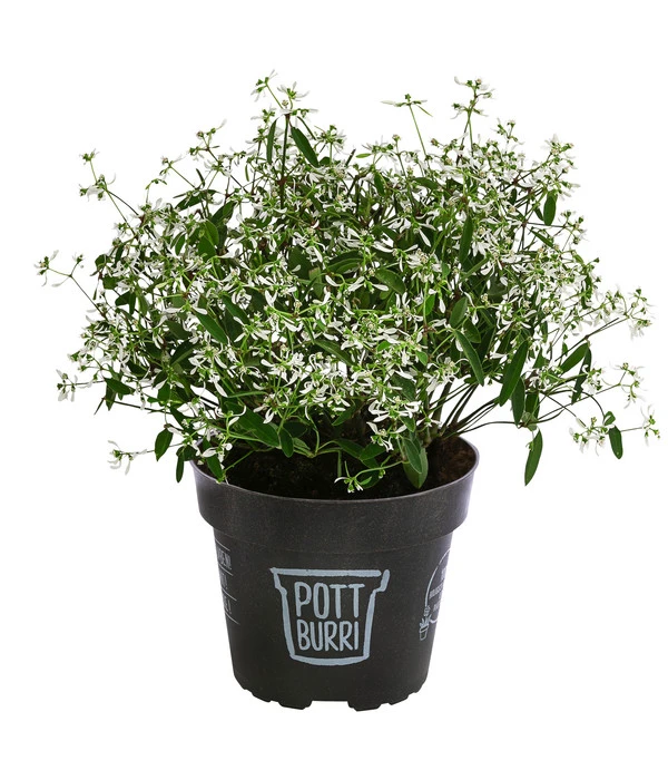 Zauberschnee 'Diamond Frost' Im Pottburri®-Topf 3 Zauberschnee 'Diamond Frost' Im Pottburri®-Topf
