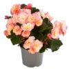 Begonie 'Cream Rose' 2 Begonie 'Cream Rose' -Garten Werk Zone 8824542 WE FS 001 HaengebegonieCreamRose