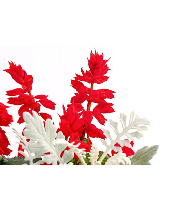 Pflanzen-Duo Feuersalbei Und Silberblatt 4 Pflanzen-Duo Feuersalbei Und Silberblatt – Bild 2