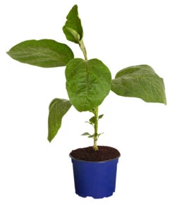 Ausgewählte Produkte -Garten Werk Zone 8830051 WE FS 001 AubergineCarmenT12DehnerExpressZS