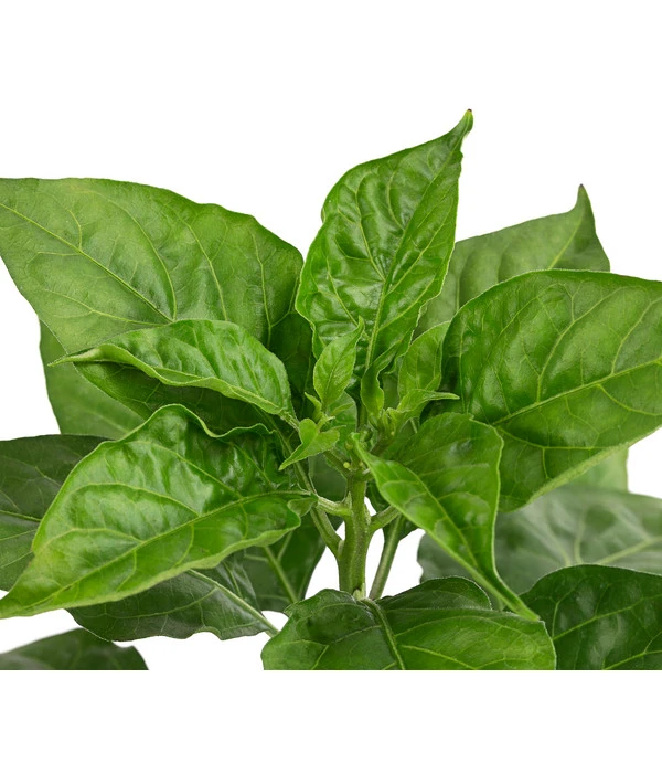 Chili 'Habanero', Rot 7 Chili 'Habanero', Rot – Bild 5