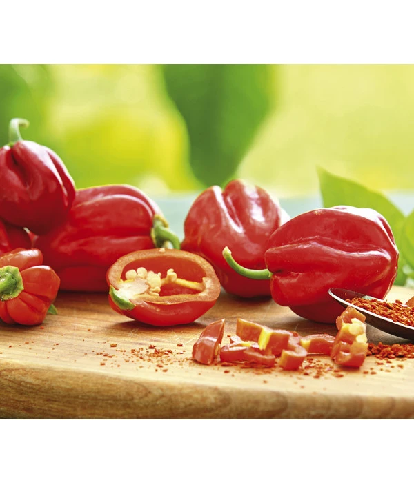 Chili 'Habanero', Rot 3 Chili 'Habanero', Rot