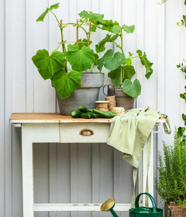 Schlangengurke 7 Schlangengurke – Bild 5