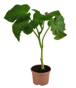 Ausgewählte Produkte -Garten Werk Zone 8830788 WE FS 001 Schlangengurke