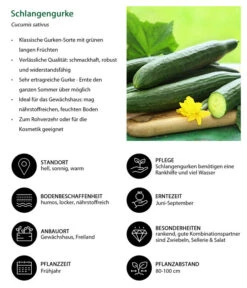 Schlangengurke 13 Schlangengurke -Garten Werk Zone 8830788 WE IG 001 Schlangengurke