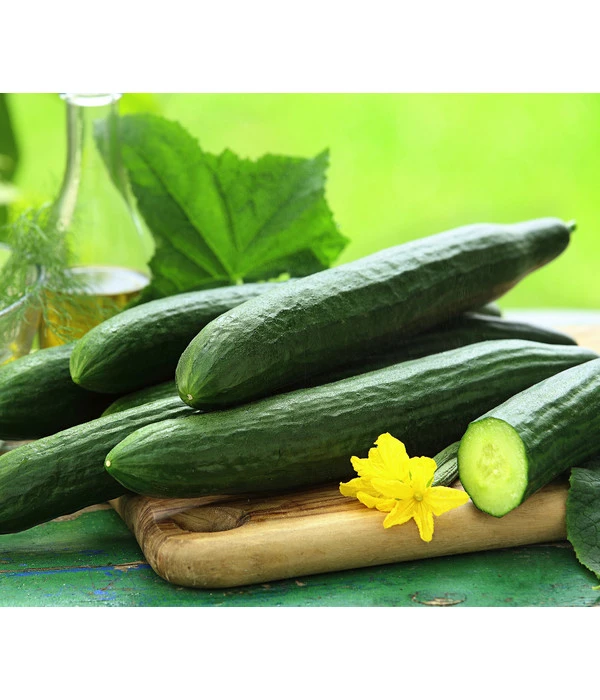 Schlangengurke 3 Schlangengurke