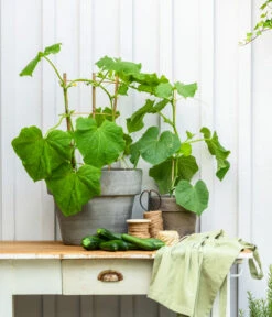 Snackgurke 10 Snackgurke -Garten Werk Zone 8830960 20200717 PR MO 001 Gurke CucurbitaePepoZucchiniGruen 2021 GC13 01