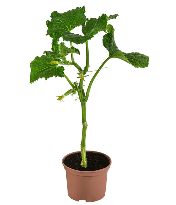 Snackgurke 4 Snackgurke – Bild 2