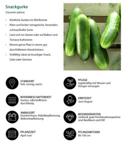 Snackgurke 11 Snackgurke -Garten Werk Zone 8830960 WE IG 001 Snackgurke