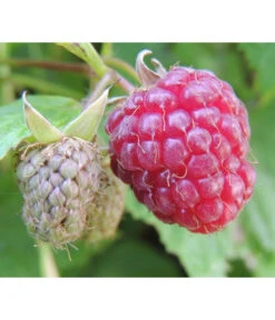 Ausgewählte Produkte 14 Dehner Gourmet Garten Himbeere 'Homecane®'