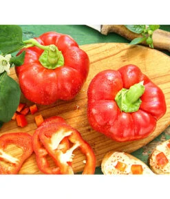 Ausgewählte Produkte 6 Dehner Gourmet Garten Tomatenpaprika