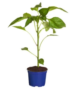 Ausgewählte Produkte -Garten Werk Zone 8831562 WE FS 001 PaprikaTommyT12DehnerExpressZS