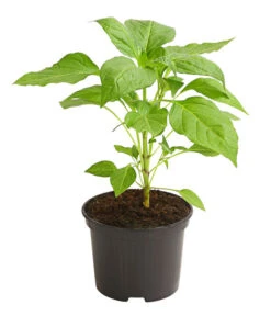 Milde Peperoni 8 Milde Peperoni -Garten Werk Zone 8831695 WE FS 001 PeperoniMildCapsicumAnnuumLongumDehnerExpressHerzig