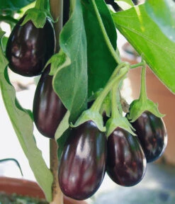 Pick-&-Joy® Aubergine Mit Früchten 8 Pick-&-Joy® Aubergine Mit Früchten -Garten Werk Zone 8838047 WE DE 001 AubergineOphelliaF1Fruechte