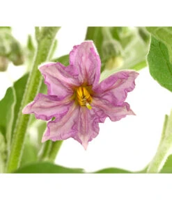 Pick-&-Joy® Aubergine Mit Früchten 9 Pick-&-Joy® Aubergine Mit Früchten -Garten Werk Zone 8838047 WE DE 001 PickandJoyAubergineT14