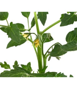 Tomate 'Previa' 9 Tomate 'Previa' -Garten Werk Zone 8839136 WE DE 001 TomatePrevia