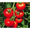 Tomate 'Previa' 1 Tomate 'Previa' -Garten Werk Zone 8839136 WE MO 001 TomatePrevia