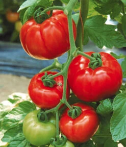 Tomate 'Garance' 10 Tomate 'Garance' -Garten Werk Zone 8839169 WE MO 002 FleischtomateGarance