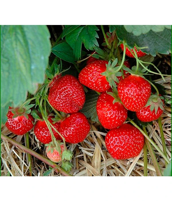 Erdbeere 'HUMMI® Rimona' 3 Erdbeere 'HUMMI® Rimona'