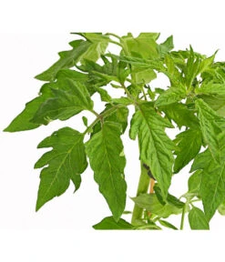 Bioland Fleischtomate -Garten Werk Zone 8842627 WE DE 001 BioFleischtomateT12DehnerExpressHerzig