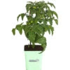 GREENBAR® Naschtomate 2 GREENBAR® Naschtomate -Garten Werk Zone 8843203 PR FS 001 GreenbarNaschtomateT11DehnerExpressHerzig