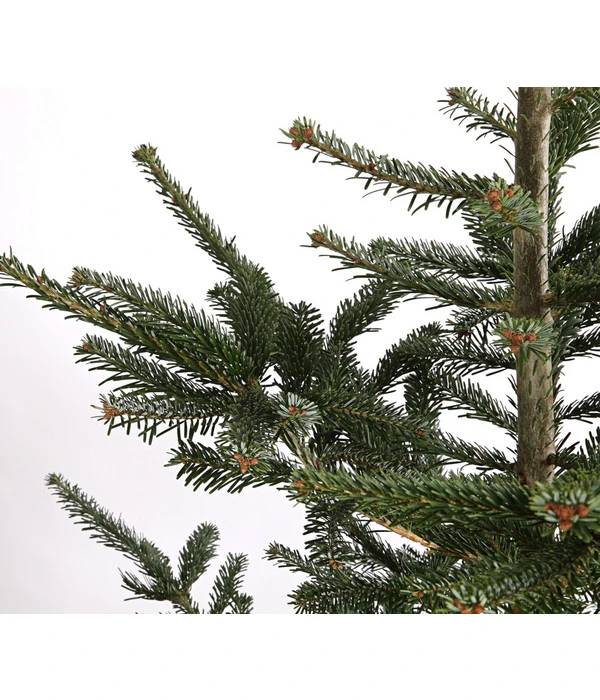 Nordmann-Tanne, Ca. 200-250 Cm, Gesägt 5 Nordmann-Tanne, Ca. 200-250 Cm, Gesägt – Bild 3