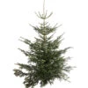 Nordmann-Tanne, Ca. 200-250 Cm, Gesägt 1 Nordmann-Tanne, Ca. 200-250 Cm, Gesägt -Garten Werk Zone 8995748 WE FS 001 AbiesNordmannianaNordmanntanne200 250GesaegtDehnerExpressHerzig