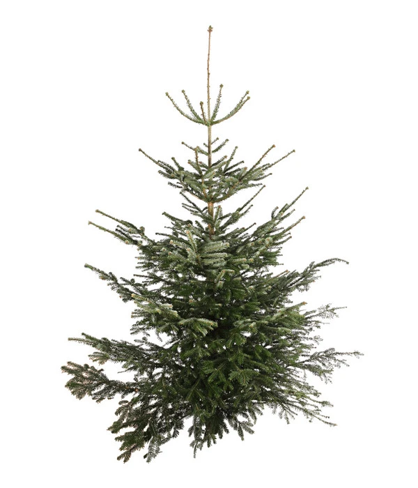 Nordmann-Tanne, Ca. 200-250 Cm, Gesägt 3 Nordmann-Tanne, Ca. 200-250 Cm, Gesägt