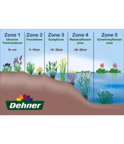 Zypersegge - Scheinzypergras-Segge 7 Zypersegge - Scheinzypergras-Segge -Garten Werk Zone WE DE 001 Teichzonen Wasserpflanzen Schild 1