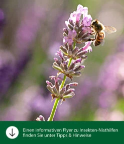 Dehner Natura Insektenhotel Dover, Ca. Ø29/T8 Cm 9 Dehner Natura Insektenhotel Dover, Ca. Ø29/T8 Cm -Garten Werk Zone WE IG FlyergrafikDehnerNaturaInsektenhotelsNisthilfen 1
