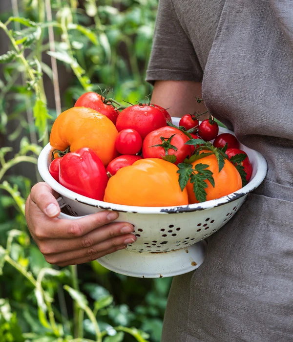 Tomate 'Garance' 7 Tomate 'Garance' – Bild 5